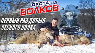 охота на волков!волки "резали" косуль,добыли ЛЕСНЫХ волков!