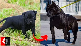 Animals Transformation   I'm a Big Kid Now   Dog Grow Up TikTok