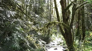 Bighorn Sasquatch Throws Trees at Crow Tribesmen