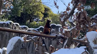 雪とレッサーパンダ イチゴ／野毛山動物園