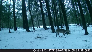 Trail Camera Videos - April 6, 2024 - Deer