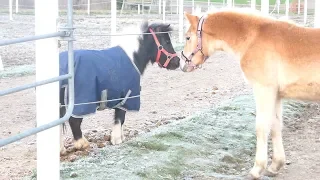 Zum 1.Mal sehen meine Pferde das gewonnene Fohlen! Wie reagieren sie?