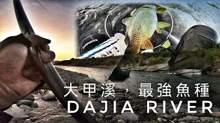 釣魚狂人4K  ，大甲溪，最強魚種鯉魚，拉到痛風，斷竿製造機，寬又肥又強 Stream Fishing Taiwan