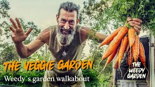THE VEGGIE GARDEN: Harvesting a bucketload of organic goodness in five minutes