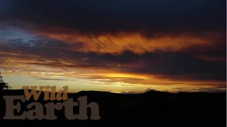 WildEarth - Sunset  - 6 April 2021