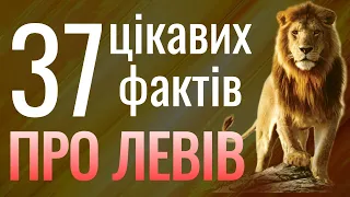 Цікаві факти про ЛЕВІВ 🦁