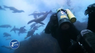 360 degree dive with Steve Backshall being mobbed by sea lions - Big Blue Live: Exclusive - BBC One