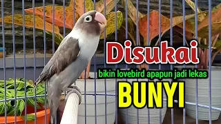 Lovebird Gacor Ngekek Panjang  Ini AMPUH Memancing Lovebird apapun Jadi Fighter dan Rajin Bunyi