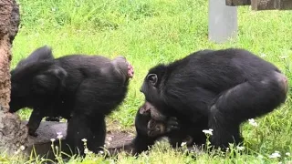 My mommy got angry with me! by Fubuki  お母さんに怒られた！フブキ　Chimpanzee  Tama Zoological Park