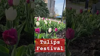 #tulips #tulip #tulipfestival #spring #burlington #ottawa