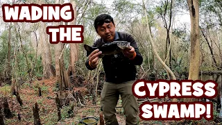 A SURPRISING DAY in the CYPRESS SWAMPS of FLORIDA...!!! [LIFER ALERT]