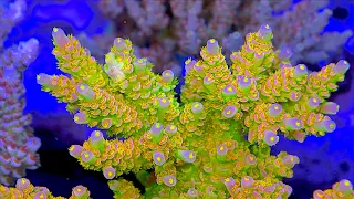 10 Best Acropora COLONIES at the Top Shelf Aquatics Coral Farm