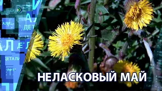 «Детали недели» – Неласковый май