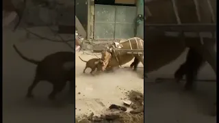 Pitbull  attacks horse and pays the price