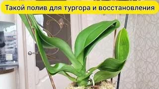 ПОЛИТЬ орхидею ЯНТАРНОЙ КИСЛОТОЙ и восстановить ТУРГОР листьев орхидеи