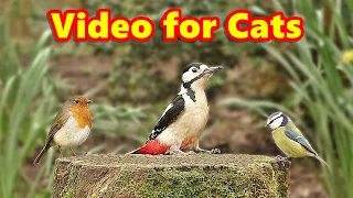 Videos for Cats : Forest Birds Extravaganza - 8 HOURS