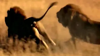 Lion vs Crocodile,Lion Cross the stream Crocodile Attacks on big Lions