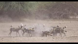 Wild dog pack feeds on a Warthog