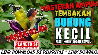 SUARA BURUNG KECIL FULL TEMBAKAN || COCOK UNTUK PEMASTERAN BURUNG JUARA ANDA || SUARA JERNIH PEDAS