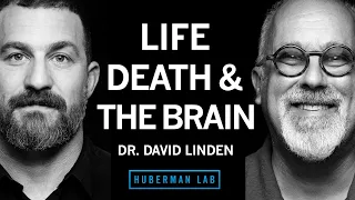 Dr. David Linden: Life, Death & the Neuroscience of Your Unique Experience | Huberman Lab Podcast