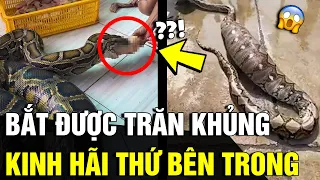 Bắt được 'TRĂN KHỔNG LỒ' có bụng phình to, người dân 'KINH HÃI' khi lấy ra thứ bên trong | Động Tiin