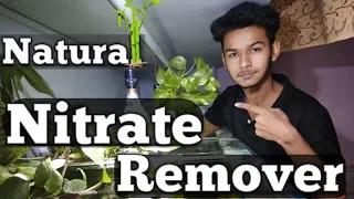 Reducing Aquarium Nitrate