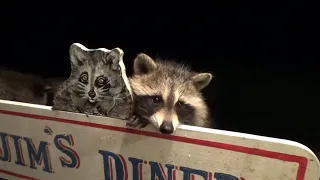 Saturday 27 Raccoons run out of tables at the Diner