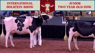 728 JR 2YR OLD COW - HOLSTEIN