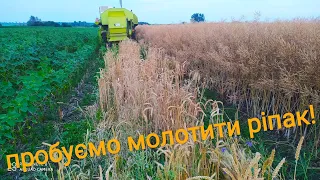 Пробуємо молотити ріпак!// CLAAS CONSUL