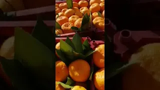 Лучшие мандарины 🍊 из Ирана Марченко Кущевская ЮгИмпорт