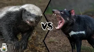 HONEY BADGER VS TASMANIAN DEVIL  - Who Would Win?