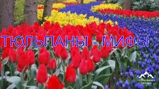 Тюльпаны мифы ! Beautiful tulips ! Красивые тюльпаны !