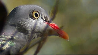 Дикие голуби: вяхирь. Wild doves: wood pigeon.