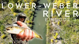 Rating Rivers Episode 3: The Lower Weber River (Utah Fly fishing)