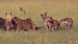 Съеденный заживо  Охота гиен   Eaten alive  Hunting of hyenas