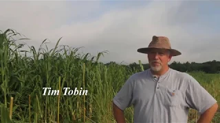 Using Annuals to Feed Cattle and Build Soil Health Final