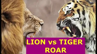 Lion vs Tiger - Who growls louder ?  Tiger and Lion growl