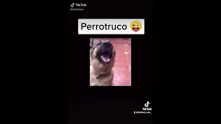 Perrotruco