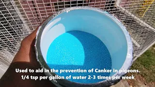 Canker Treatment for Pigeons | Copper Sulfate | Racing homer Pigeon