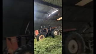 Fiat 110 90 buckraking big silage pit