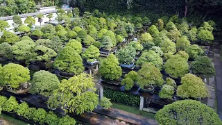 Fuyoen Bonsai Garden