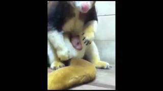 Adorable Tree Kangaroo Joey in Pouch