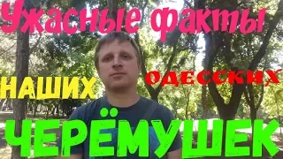 Ужасные факты наших одесских ЧЕРЁМУШЕК.