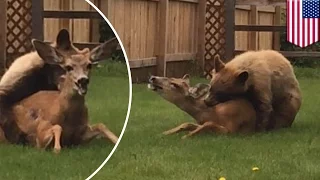 Rare moment caught on camera as bear mauls deer in Colorado backyard - TomoNews