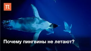 Почему пингвины не летают?