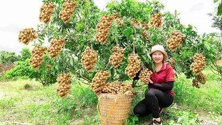 Harvesting longan , Spiny Cucumber to the market to sell  Lucia Daily Life