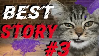 MEGA COUB | Кот Боксёр | Приколы coub | Coub зло, но смешно | Best Coub | Coub приколы Best story #3