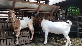 Young Boer Goat Crosses with Young Red Head Javanese Goat in village farm