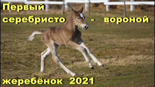 Первый серебристо-вороной жеребёнок сезона 2021