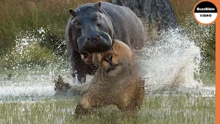 Territorial Hippo Pounces on a Lion With All Its Might